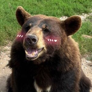 Meet your Posher, Brooke